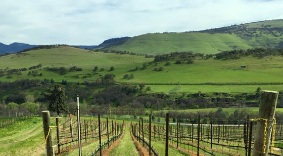 Irvine & Roberts Vineyards